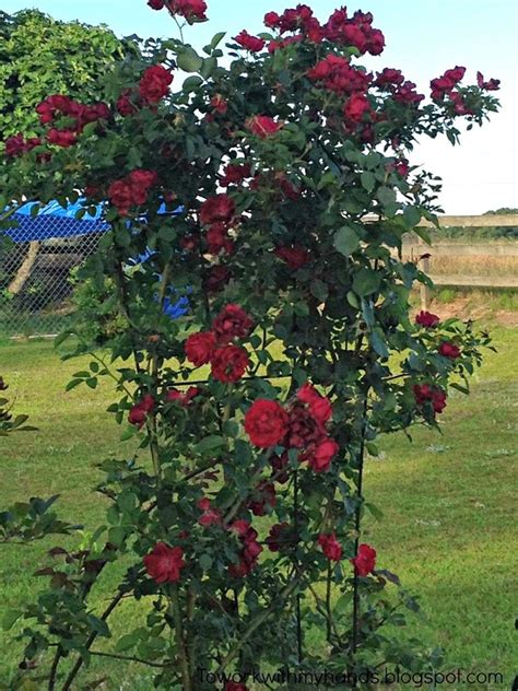 dong juan planter|don juan climbing rose plant.